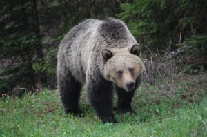 a wandering bear