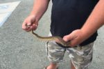 snake rescue